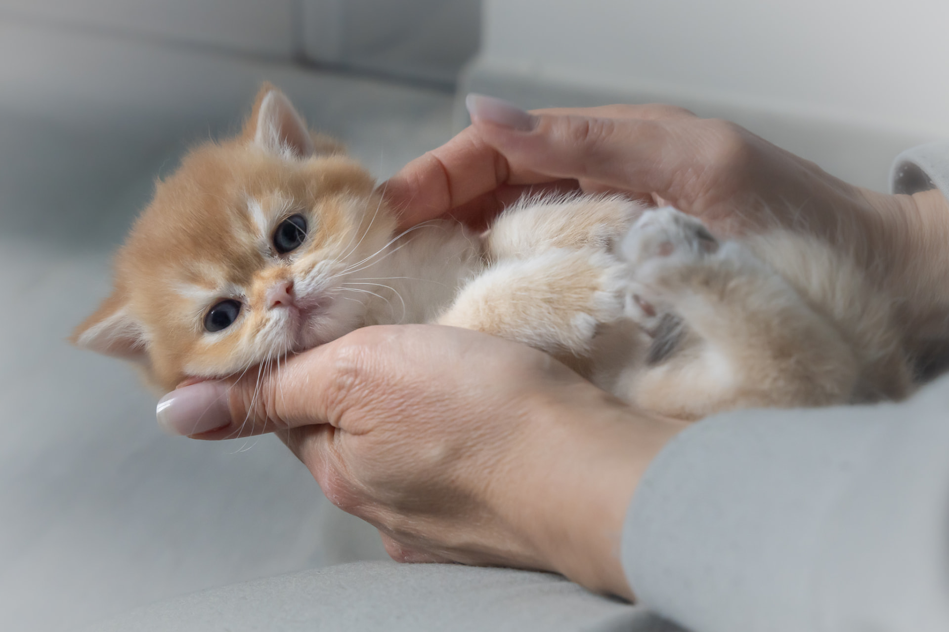 Main humaine touchant délicatement la patte d'un chat